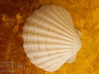 Seashell large 12 cm