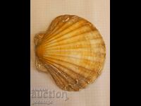 Seashell large 14 cm