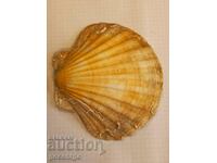 Seashell large 14 cm