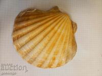 Seashell large 14 cm