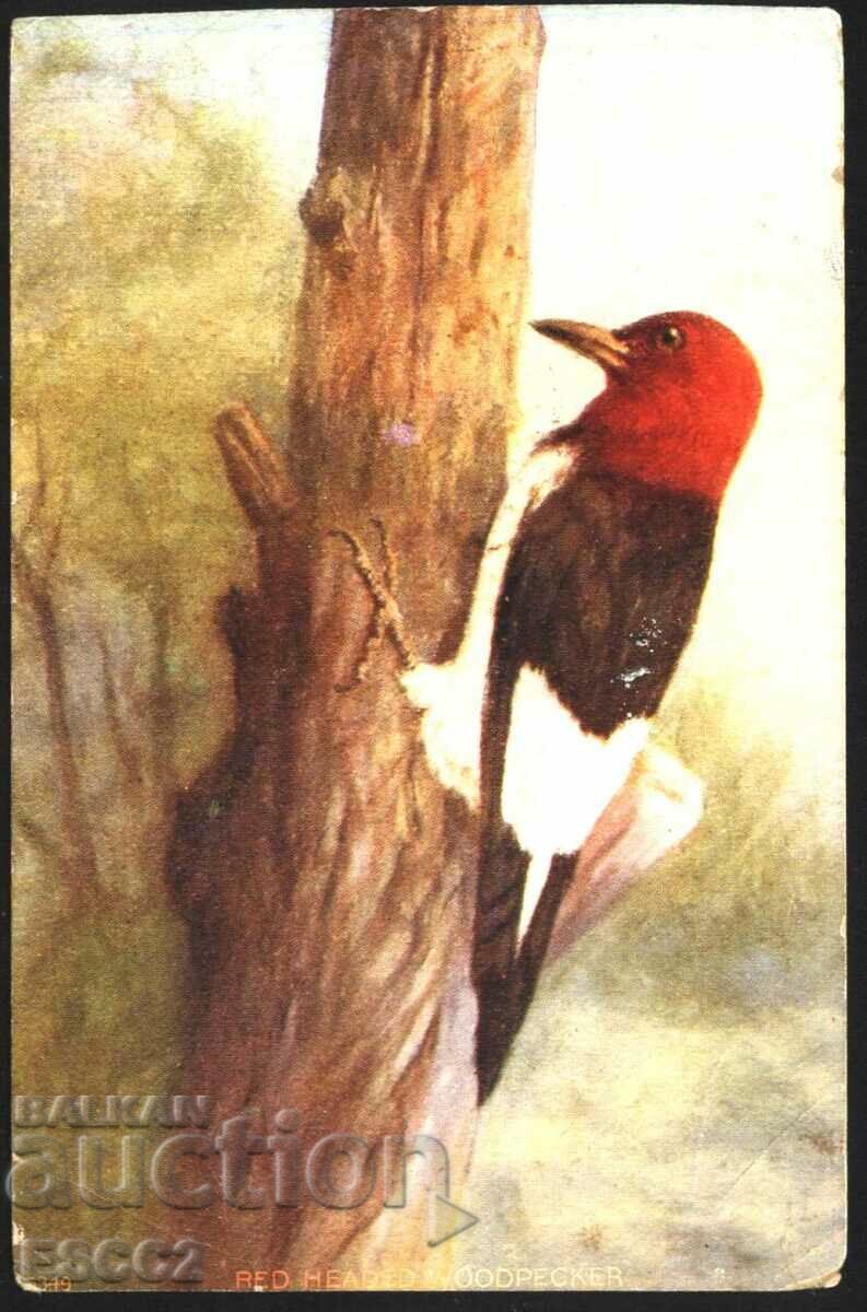 Carte poștală de călătorie Fauna Bird Woodpecker 1910 din SUA