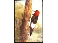 Traveled postcard Fauna Bird Woodpecker 1910 from USA