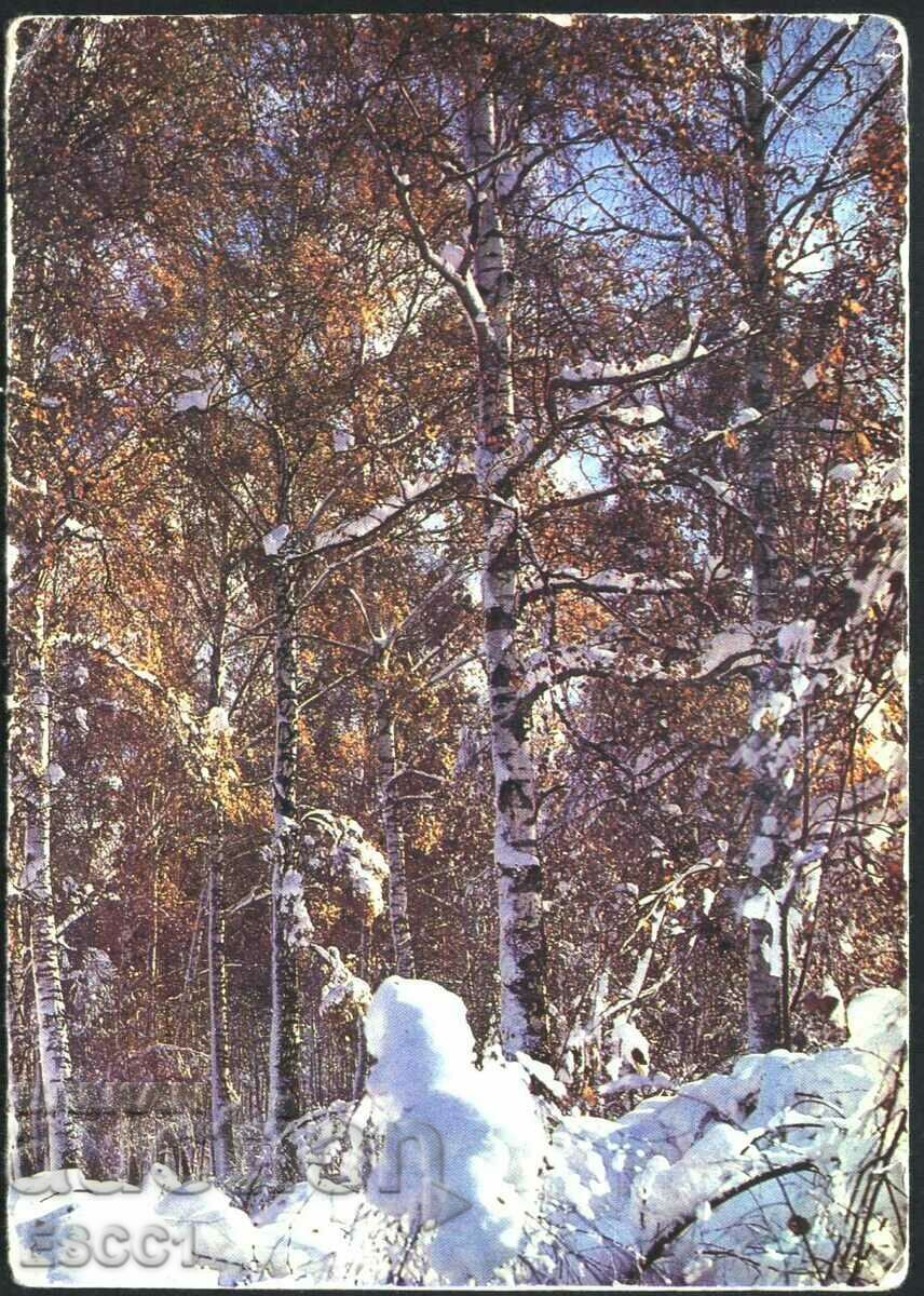 Greeting card New Year 1981 from the USSR