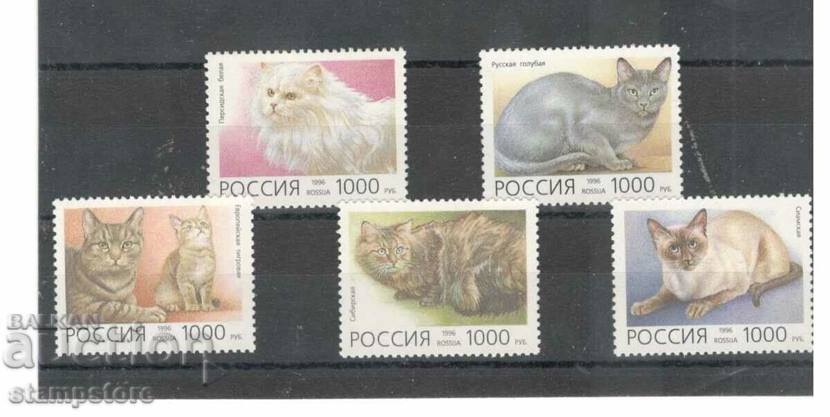 Русия 1996 г - Котки