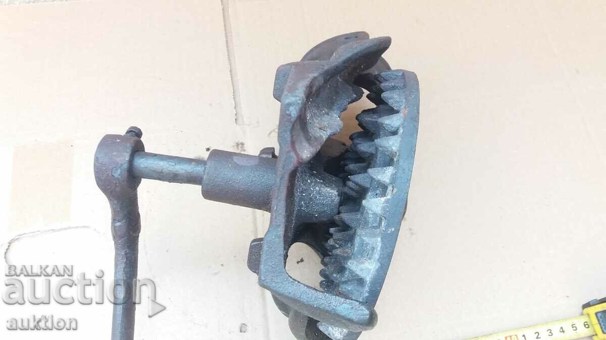 PORUMB MASIV GROS - 5 PORUMB MASIV GROS - 5