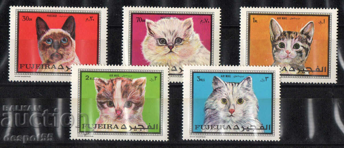 1970. Fujairah (UAE). Cats.