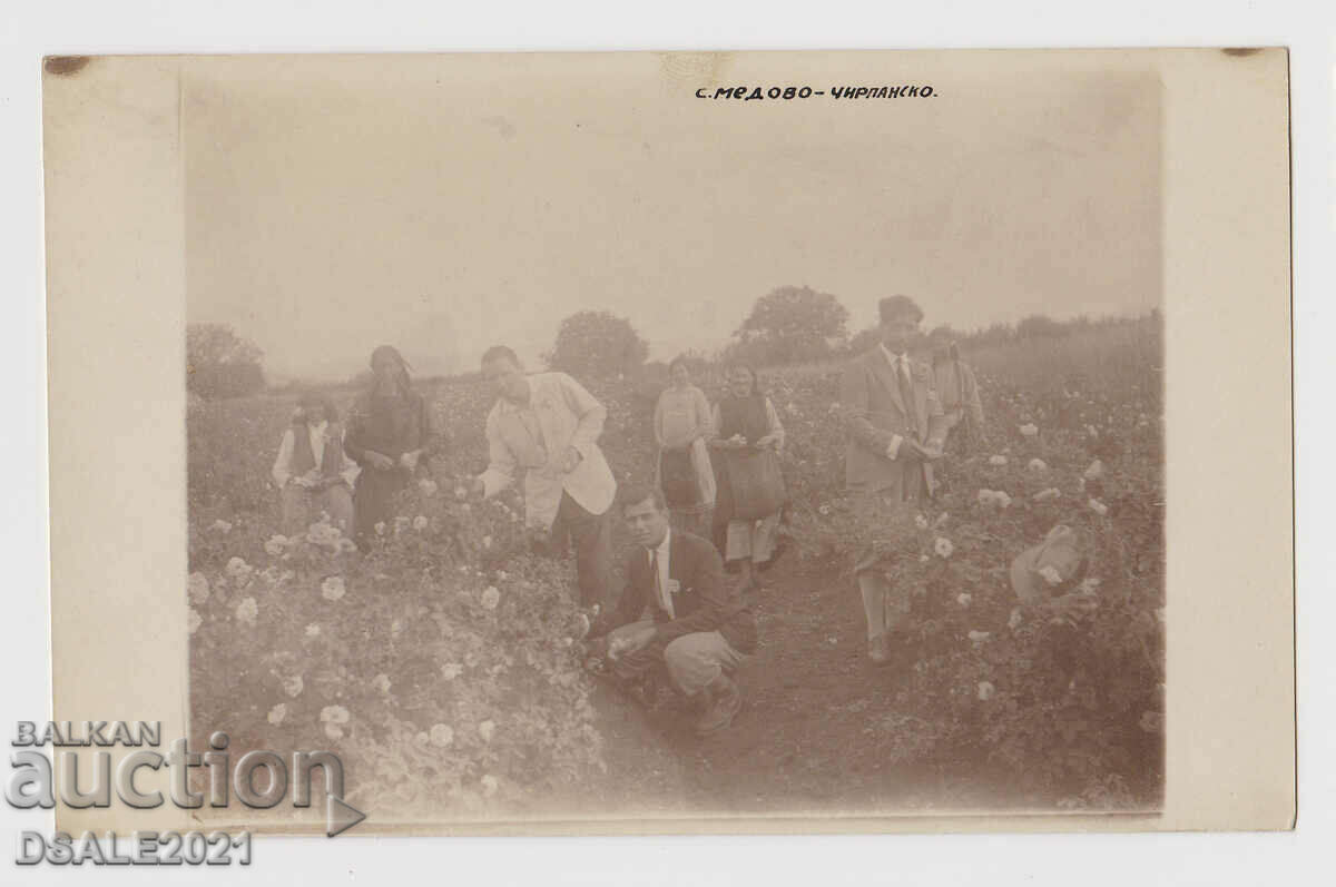 Village of Medovo Chirpansko Chirpan rose bush 1930s photo 14x8.8cm.