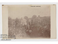 Village of Medovo Chirpansko Chirpan rose bush 1930s photo 14x8.8cm.