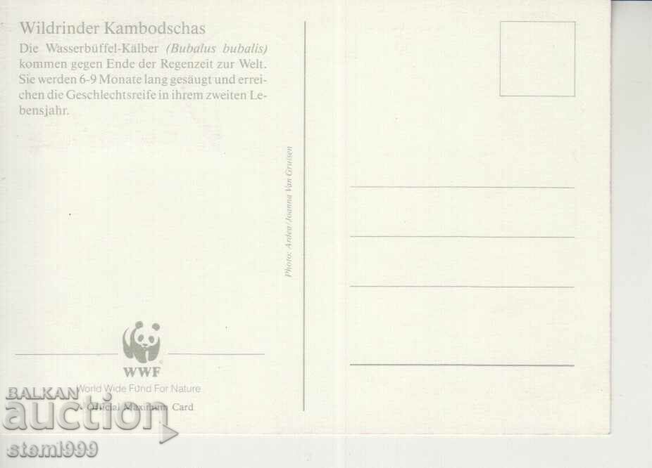 Postcard Maximum FDC ANIMALS WWF with price 1.50 BGN | € 0.77 Postcard Maximum FDC ANIMALS WWF with price 1.50 BGN | € 0.77