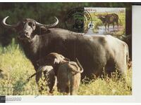 Postcard Maximum FDC ANIMALS WWF