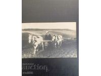 Carte poștală călătorită - Tolstoi, stejar