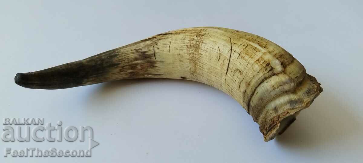 Animal horn in very good condition