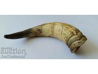 Animal horn in very good condition