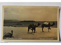 UNUSED CARD NESEBAR GENERAL VIEW CAMELS - 1962