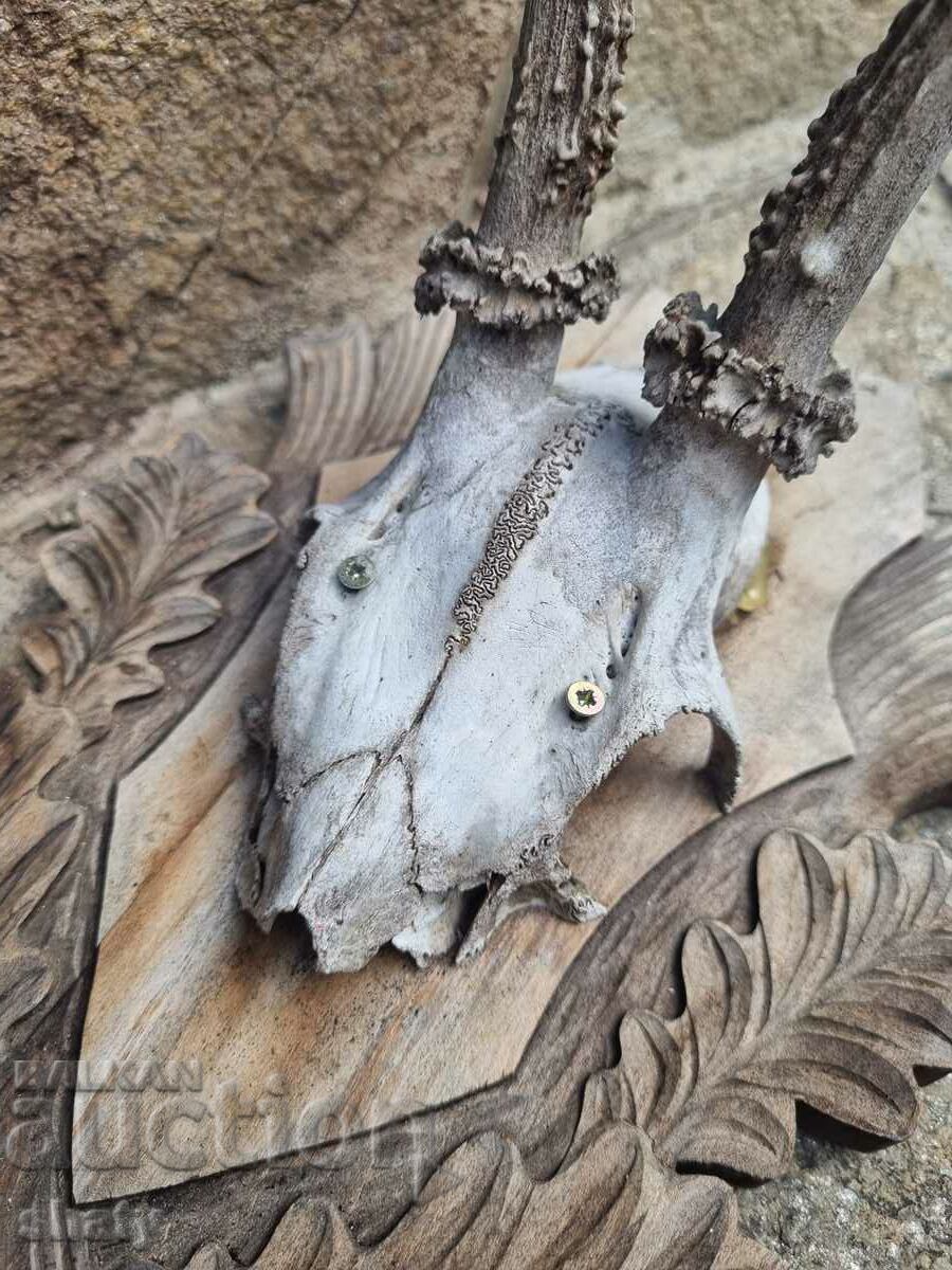 An old trophy. Horns. Sarndak with price 55.00 BGN | € 28.12 An old trophy. Horns. Sarndak with price 55.00 BGN | € 28.12