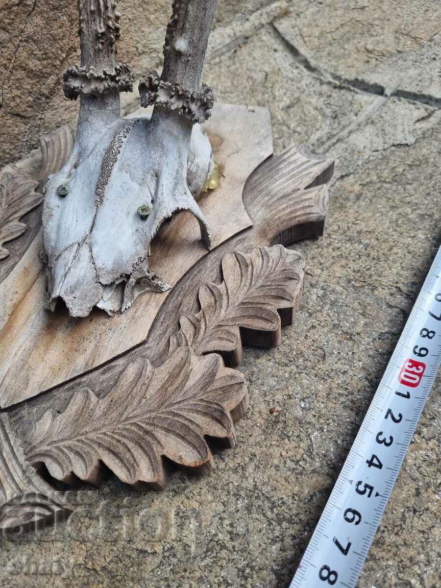 Delivery of An old trophy. Horns. Sarndak Delivery of An old trophy. Horns. Sarndak