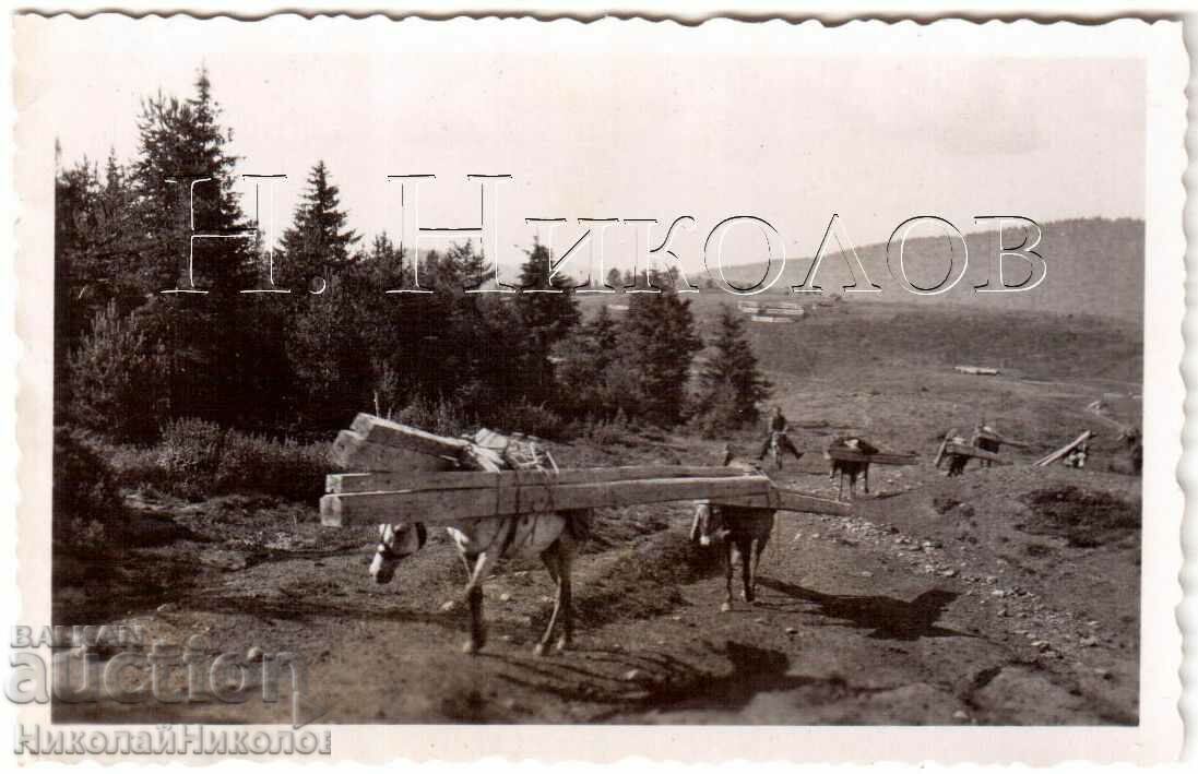 SMALL OLD PHOTO CARRYING WOOD BY HORSE G933