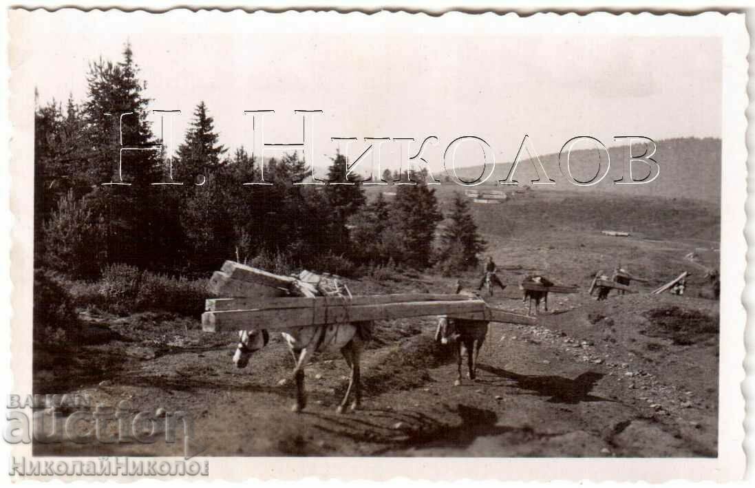 FOTO MICĂ VECHI CARE CU LEMNUL CAL G933
