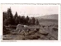 SMALL OLD PHOTO CARRYING WOOD BY HORSE G933