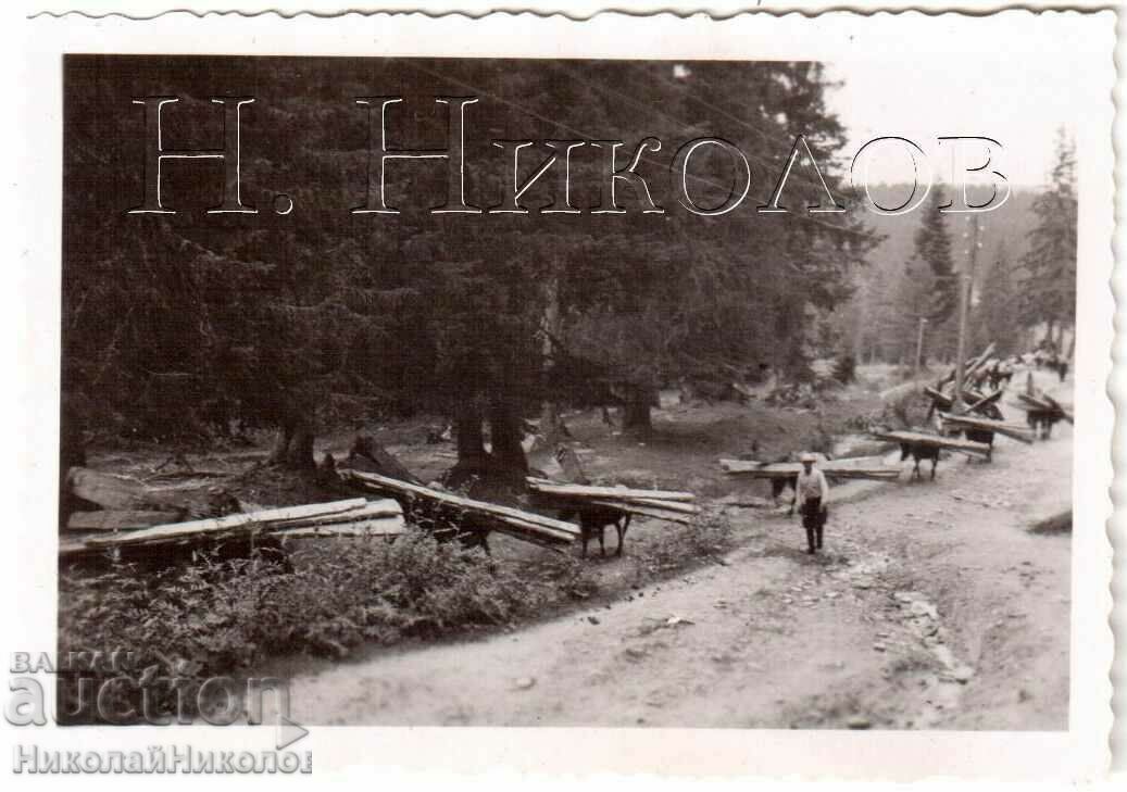 SMALL OLD PHOTO CARRYING WOOD BY HORSE G934