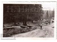 SMALL OLD PHOTO CARRYING WOOD BY HORSE G934