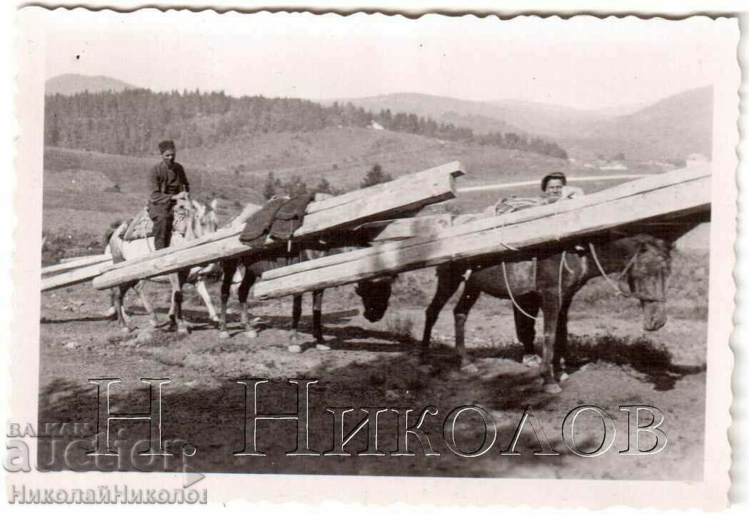 SMALL OLD PHOTO CARRYING WOOD BY HORSE G935 SMALL OLD PHOTO CARRYING WOOD BY HORSE G935