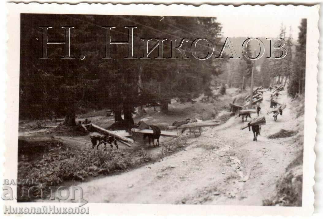 SMALL OLD PHOTO CARRYING WOOD BY HORSE G936