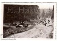 SMALL OLD PHOTO CARRYING WOOD BY HORSE G936