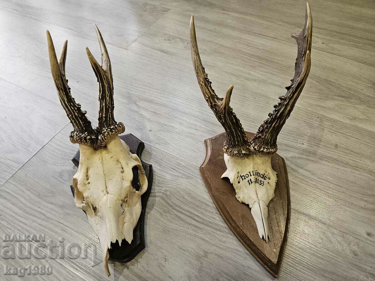 doe antler trophy antler lot antlers