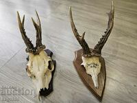 doe antler trofeu antler lot antlers