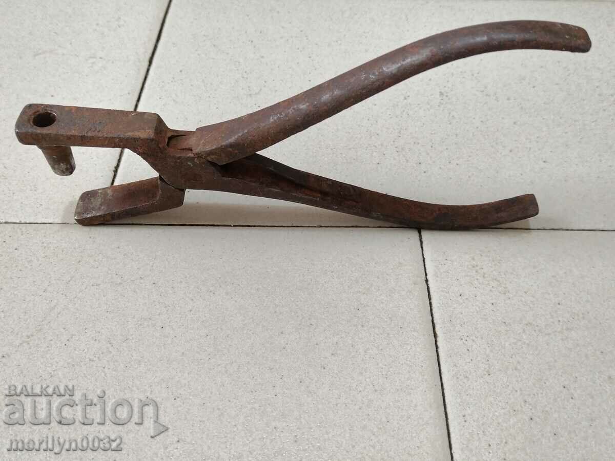 Cleste profil Zamba - 5