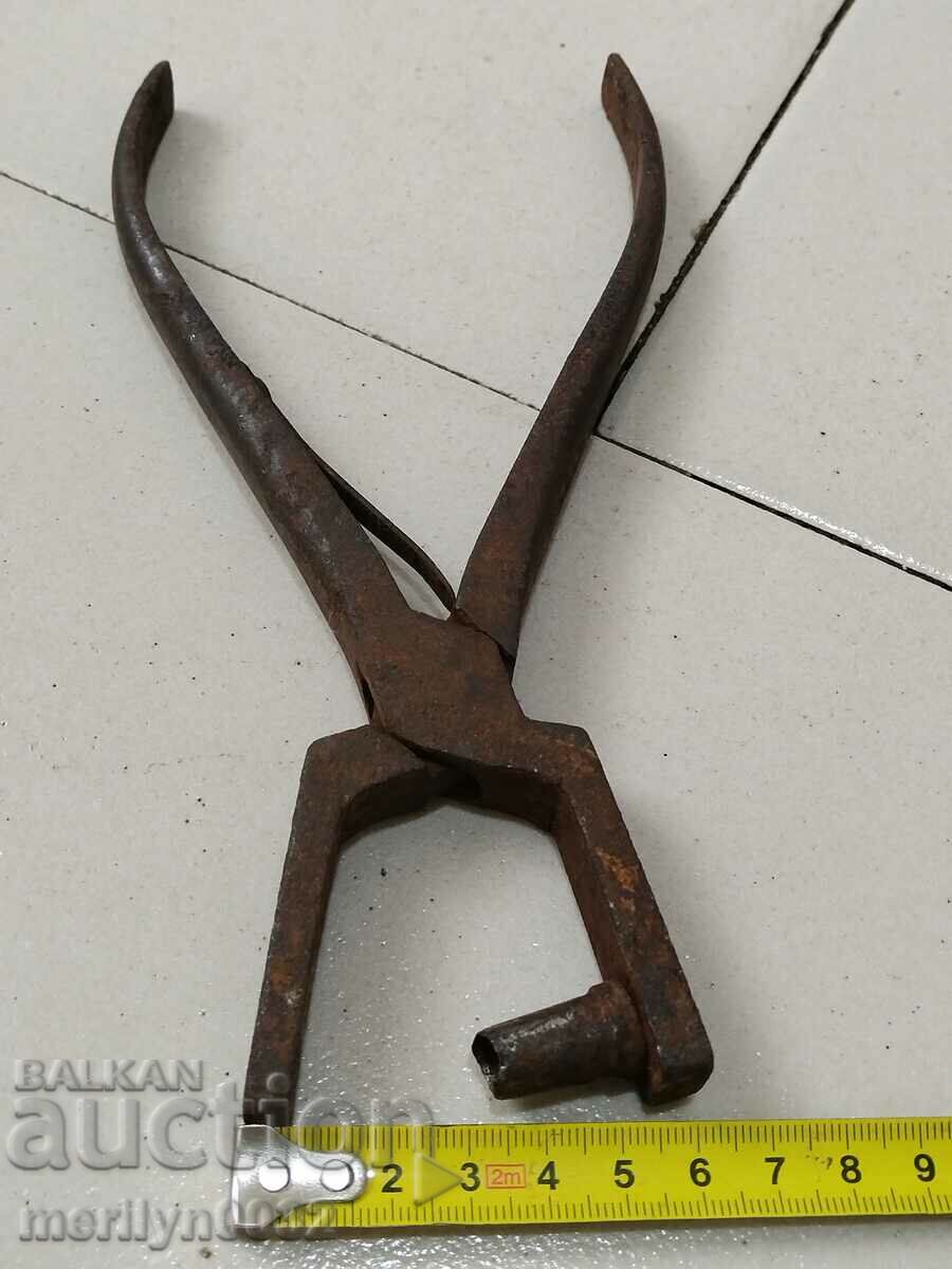 Cleste profil Zamba - 6