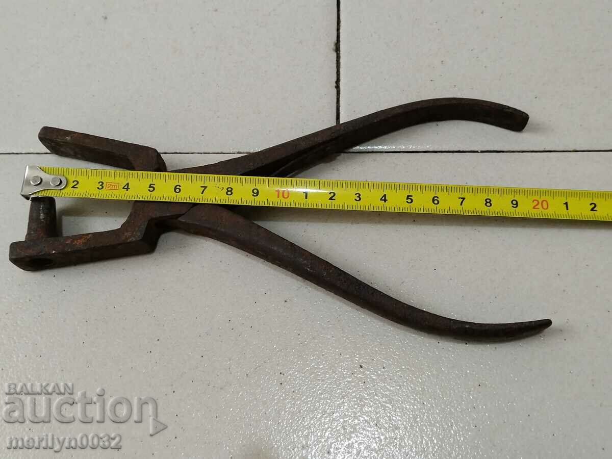 Cleste profil Zamba - 7