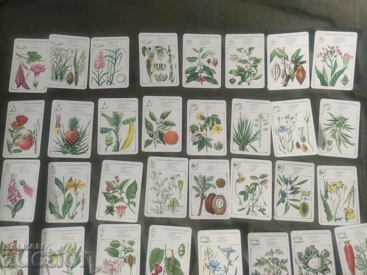 Deck cards Plants GDR - 6 Deck cards Plants GDR - 6