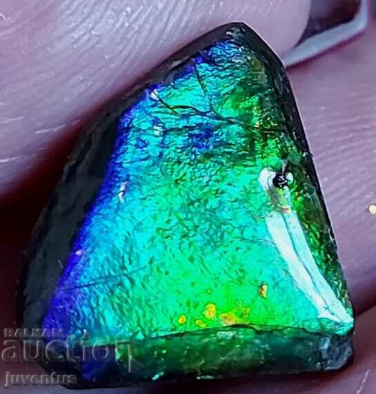 AMMOLITE (ALBERTA, CANADA) 17x15 mm.