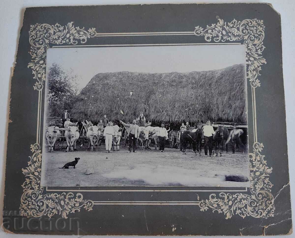 OXEN BUFFALO WAGON DOG PHOTOGRAPHY KINGDOM OF BULGARIA