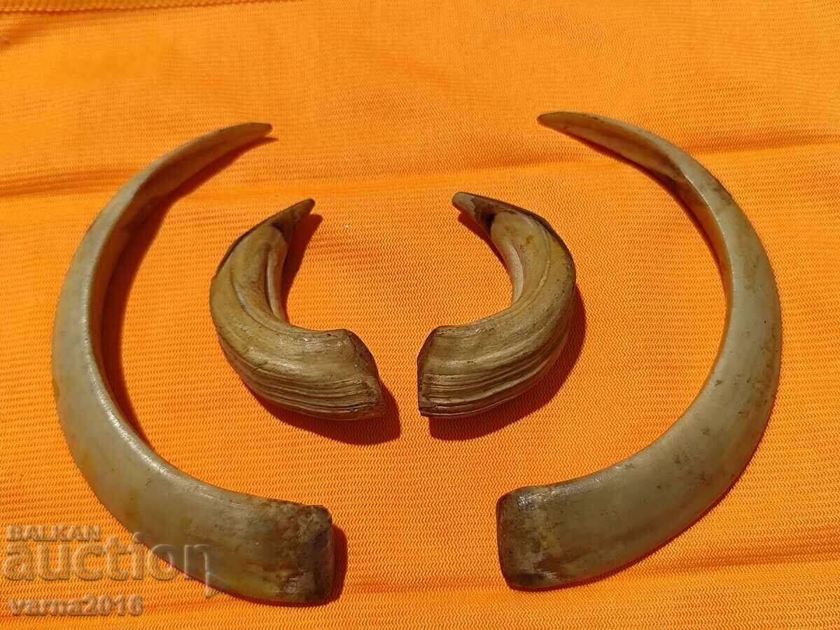 Teeth of a Wild Boar Boar