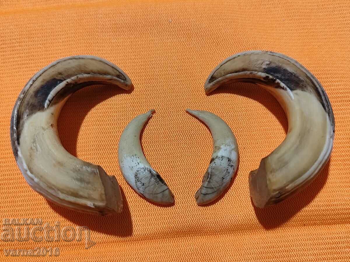 Teeth of a Wild Boar Boar