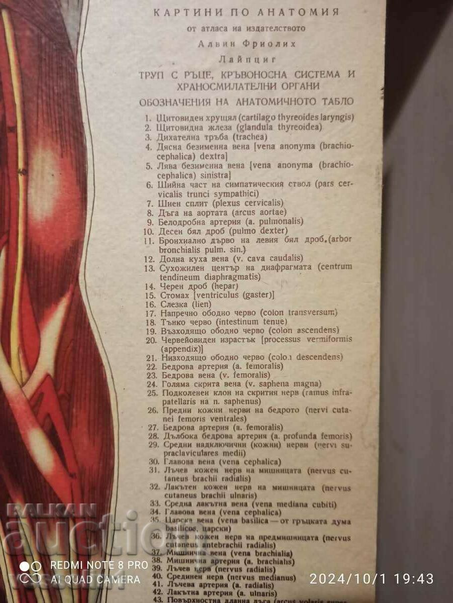 Vechea tabla medicala, tabla anatomia corpului uman cu preț € 45.00 | 88.01 BGN