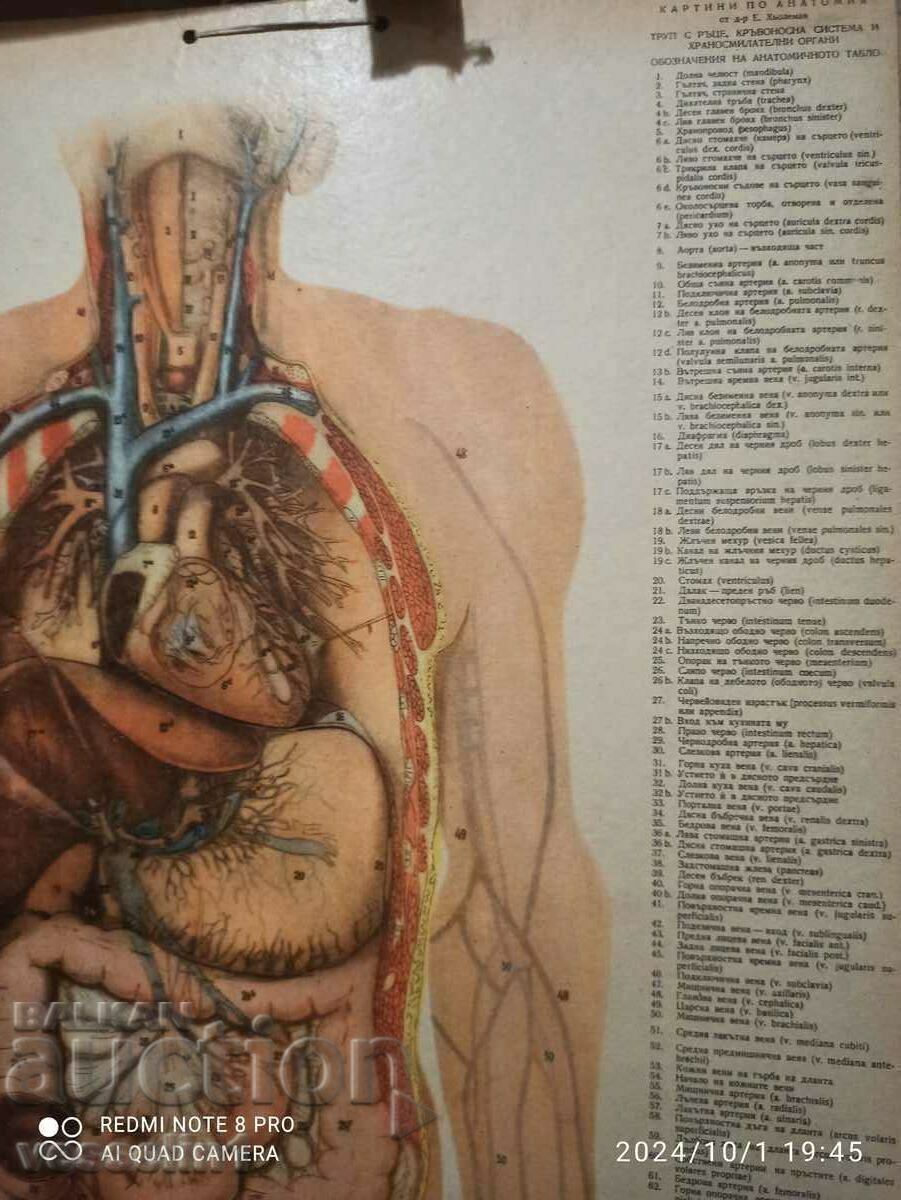 Livrarea Vechea tabla medicala, tabla anatomia corpului uman