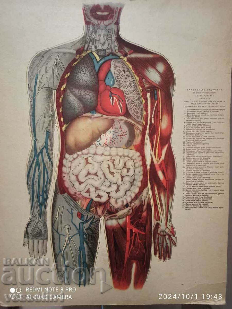 Vechea tabla medicala, tabla anatomia corpului uman