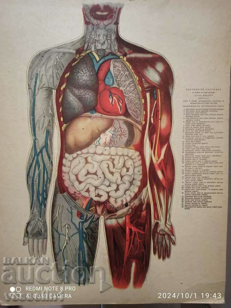 Стара табела медицинска,табло анатомията на човешкото тяло