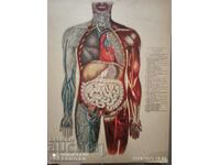 Old medical board, board anatomy of the human body