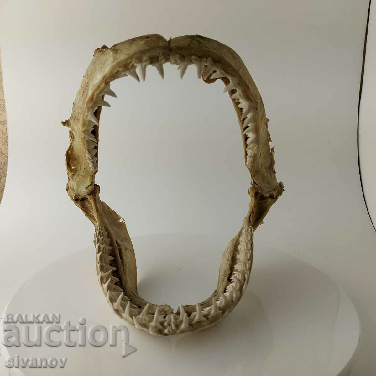 Large Shark Jaw 26cm #5657