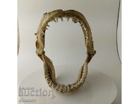 Large Shark Jaw 26cm #5657