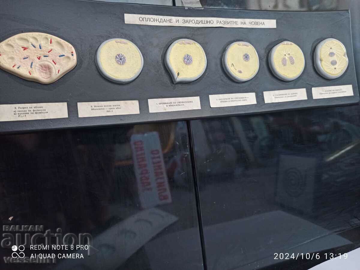 Educational model of human fertilization and embryonic development