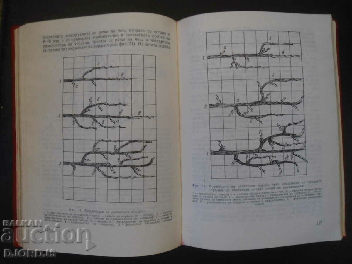 Vine pruning and yield forecasting - 5