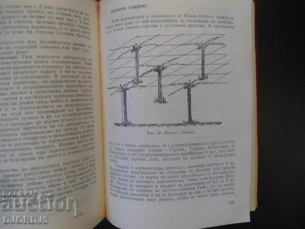 Vine pruning and yield forecasting - 6
