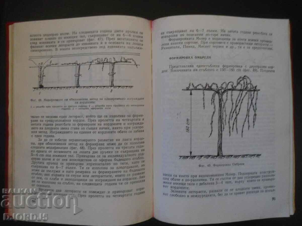 Vine pruning and yield forecasting - 7