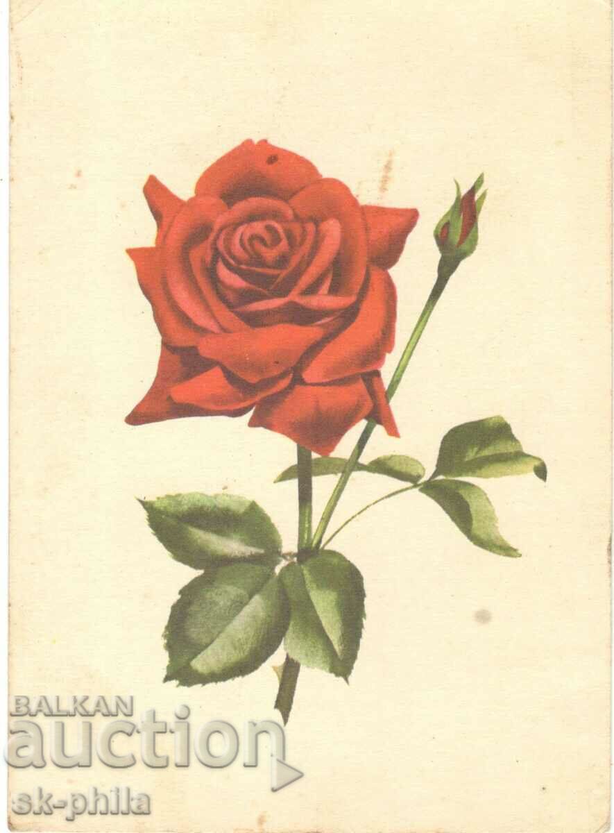 Old card - Flowers - Rose